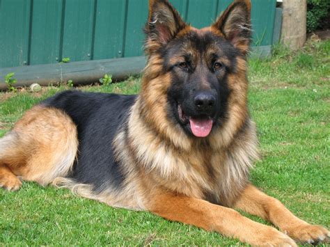 Long Haired German Shepherd: Long Coat, Alsatian, GSD