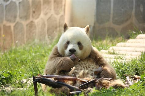 大熊猫七仔 - 高清图片，堆糖，美图壁纸兴趣社区
