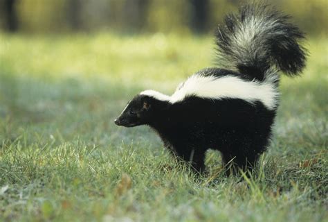 Skunk Wallpapers - Top Free Skunk Backgrounds - WallpaperAccess - baby fox or skunk