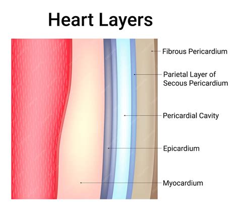 Heart layers fibrous pericardium pericardial cavity epicardium myocardium vector illustration ...