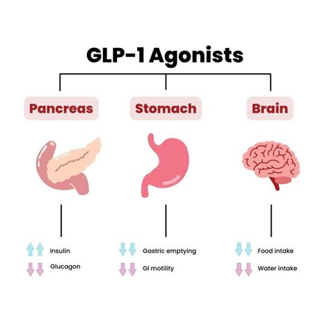 Do GLP-1 Agonists Work for Weight Loss?