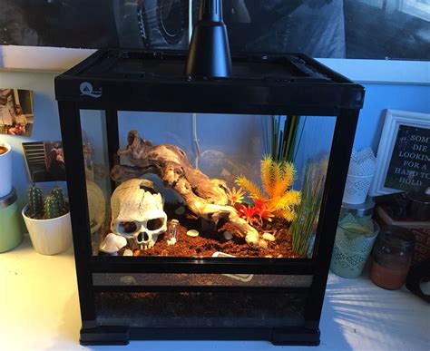 My tarantula enclosure for my Chaco Golden Knee Tarantula, Lucifer ...