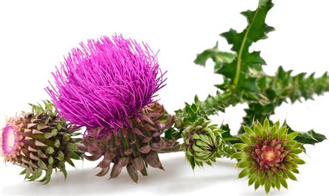 10 beneficios del cardo mariano | La planta curativa para el hígado