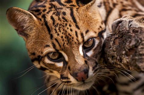 Are Ocelots Dangerous Pets