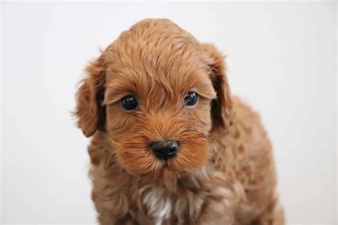 Image result for Red Cockapoo