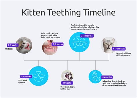 Kitten Teeth Age