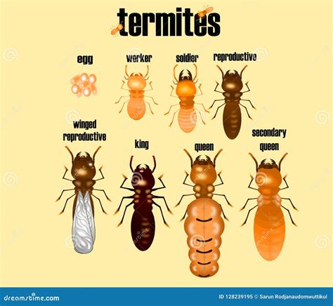 Pictures Of Termites