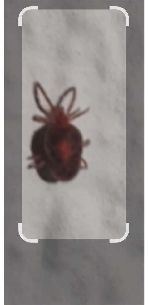 Image result for Insect Inside Review