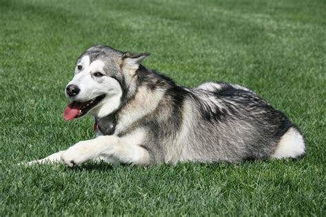 Extending Alaskan Malamute Lifespan: Factors & Expectancy
