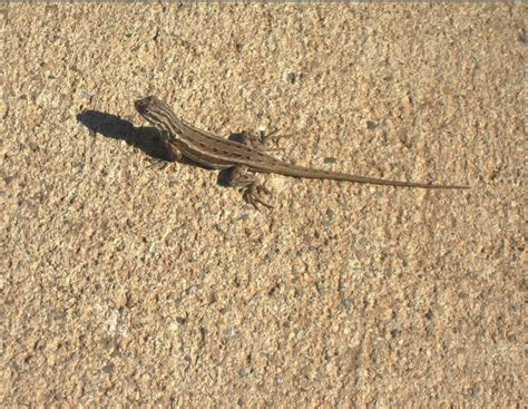 Living Rootless: 2013