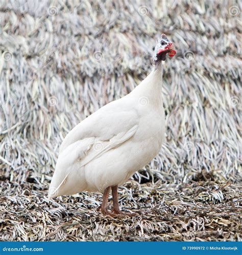 White guinea fowl stock photo. Image of animals, mouth - 73990972