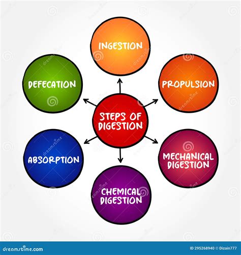 Digestive System Process Step by Step 的图像结果