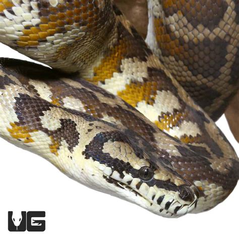 Image result for Irian Carpet Python