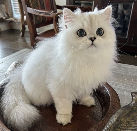 Silver Tip Persian Cat
