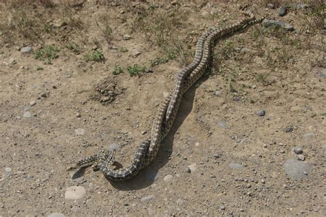Colorado’s Snakes: What, When & Where | Common Poisonous and Non ...