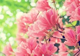 Image result for Pics of Spring Flowers