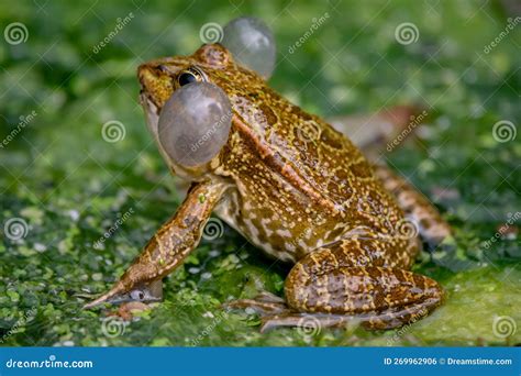 Frog in Water. One Breeding Male Pool Frog Crying with Vocal Sacs on ...