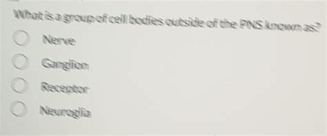 Solved: What is a group of cell bodies outside of the PNS known as ...