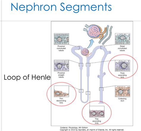 Loop of Henle Function 的图像结果