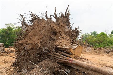 Deep Root Tree Gun 的图像结果