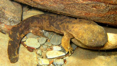 Big Water Dog Salamander