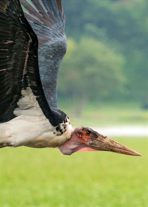 39 Marabou Stork Facts - The Bird of Nightmares | JustBirding.com