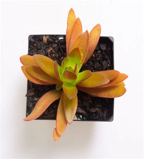 Crassula hobbit Big | TheGreenyard.in