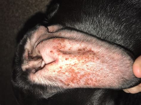 Red Spots in Dogs' Ears: A Comprehensive Guide