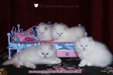 PERSIAN KITTENS at PERSIAN KITTENS.com ® =(^:^)=