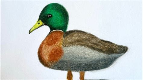 How to draw a duck 画鸭子 ｜Colored pencil tutorial 彩铅画法 - YouTube