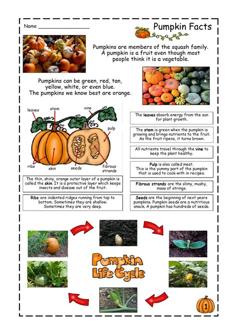 Pumpkin Facts Reading Comprehension Passage | Made By Teachers