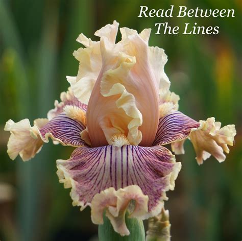 Blooms on the Farm - Read Between The Lines