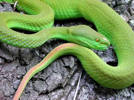 这条外观极美的毒蛇“吃蛇”维生，最神秘毒蛇让你瞬间石化_蓝长