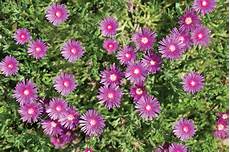 pianta grassa fiori viola fiori viola tavolozza della natura fai da te in giardino pianta grassa fiori viola fiori viola tavolozza della natura fai da te in giardino