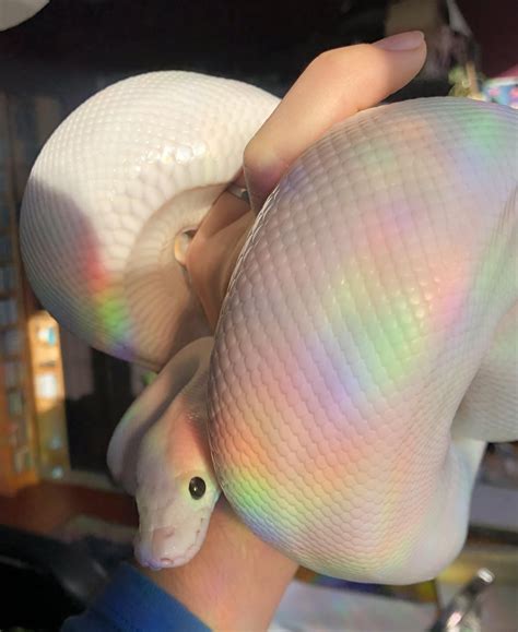 Image result for Rainbow Ball Python