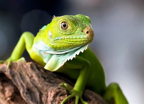 How did green lizards evolve in the Mediterranean? - Earth.com