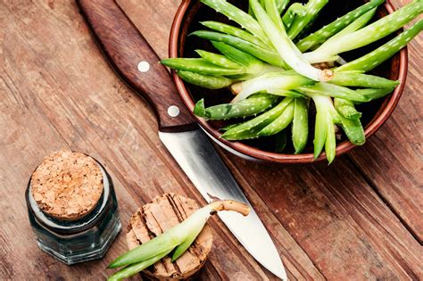 Cooking With Aloe Vera: The Dos And Don’ts – SPICEography