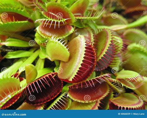 Fly Traps stock image. Image of garden, botanical, flora - 4066839