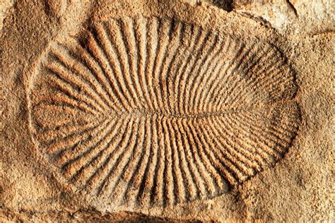 Dickinsonia : Fossils Of The Earliest Known Living Animal - UPSC Notes