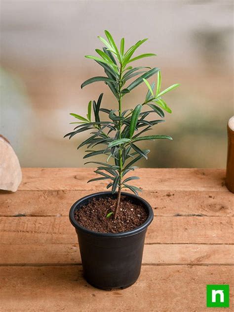 Buy Podocarpus Macrophyllus, Buddhist Pine, Fern Pine - Plant online ...