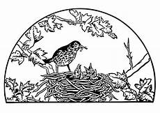 malvorlage vogel im nest malvorlage vogelnest ausmalbild 19453 malvorlage vogel im nest malvorlage vogelnest ausmalbild 19453