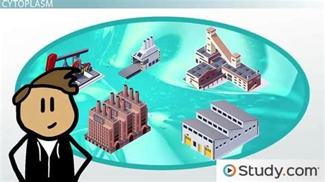 Cell Structure and Function Animation 的图像结果