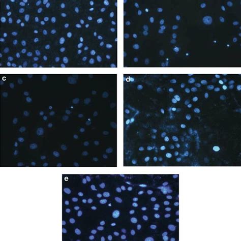 Image result for DAPI Staining 101