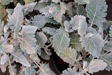 Dusty Miller: Plant Care & Growing Guide