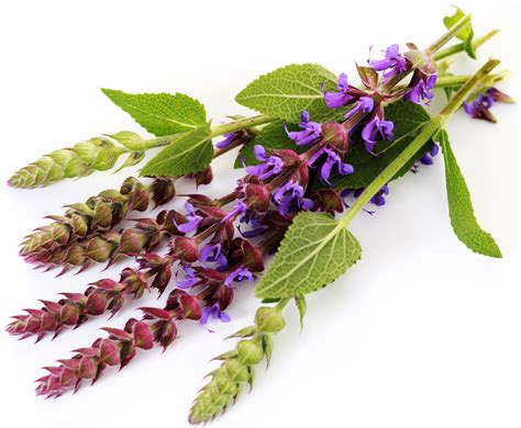 Salvia Drug Clary Sage Oil: Uses, Side Effects, And Benefits