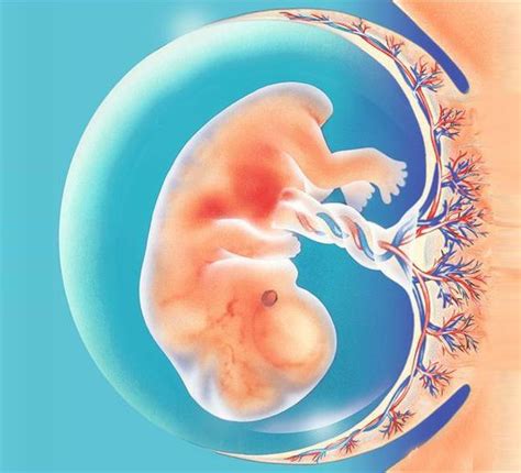 胎儿发育全过程图片 10月怀胎胎儿图片
