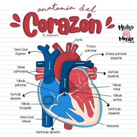 Anatomía del corazón en 2025 | Fisiologia del corazon, Anatomia del ...