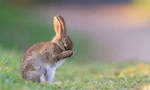 Image result for A Cute Bunny Rabbit