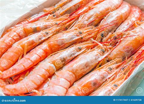 Argentine red Shrimp stock image. Image of seafood, shrimp - 117417447