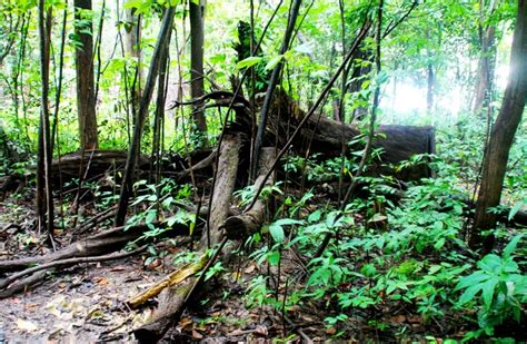 【巴西】亚马孙热带雨林探险
